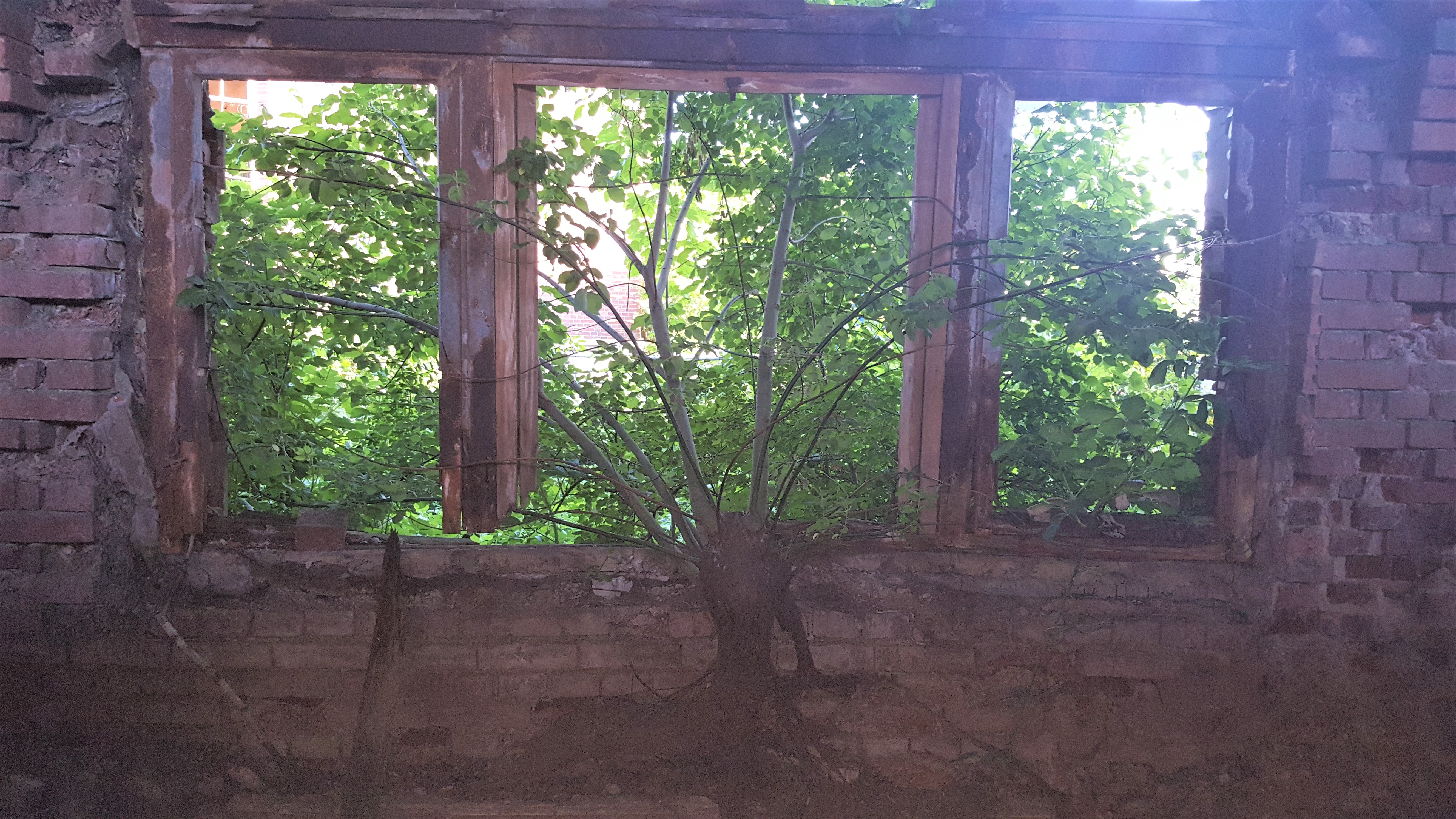 Ein Baum ragt aus dem Inneren der Zeche und zerstört das Holzfenster. Kohlenkirche: Schäden Innen